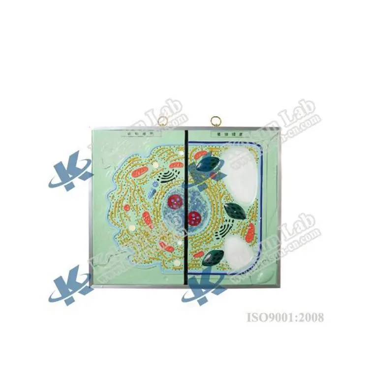 
50143.01 Ultra-structure of animal & plant cell 