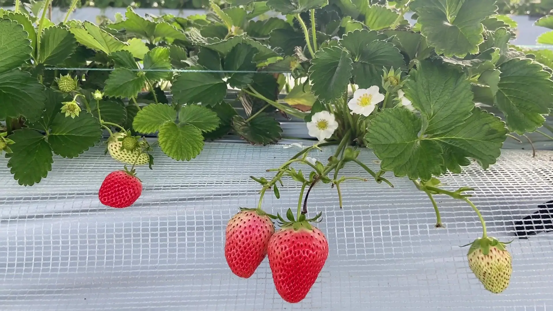 Chinese Best-selling Vertical Farming Equipment Elevated Strawberry for Hydroponic