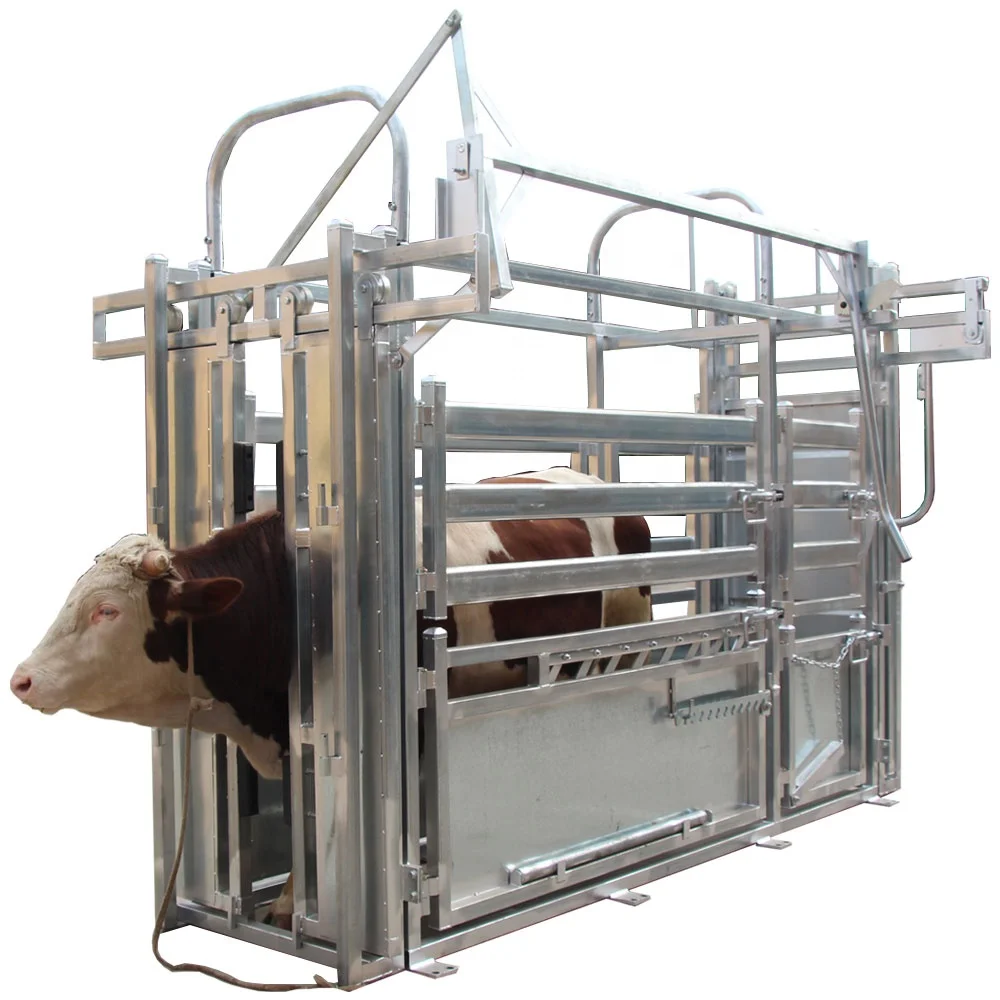 XMI Australian Standard Galvanized Cattle Crush Livestock Yard Cattle Yard