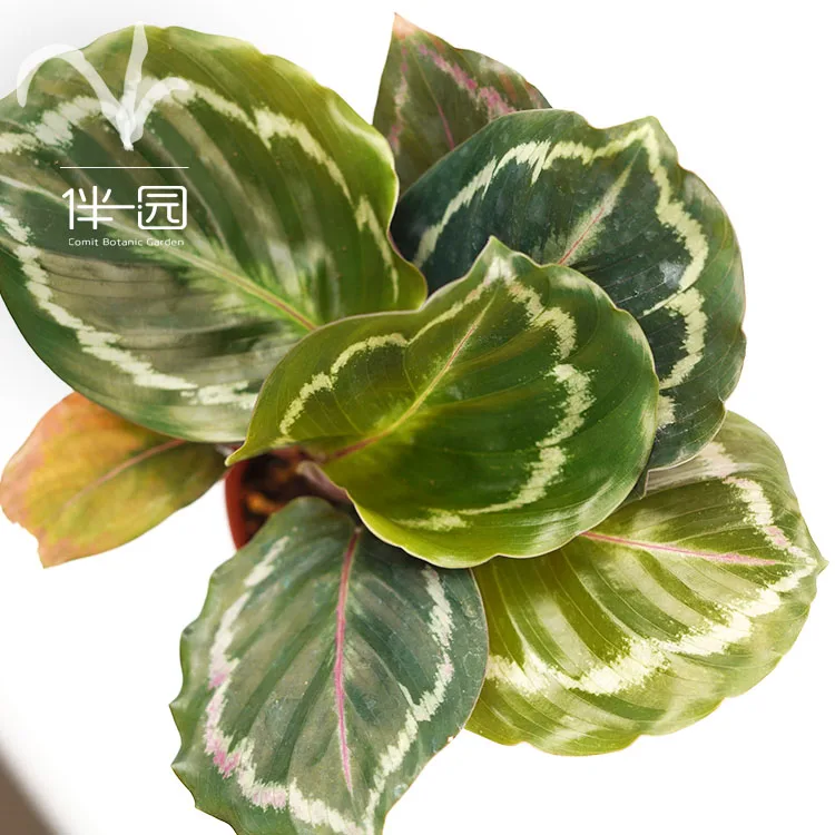 
Wholesale Natural green Plants Bonsai Calathea Medallion 