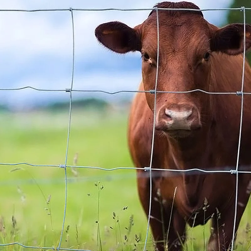 Agricultural Hog Wire Panels Cattle Fixed Knot Woven Iron Wire Net Steel Horse Goat Fence Goat Horse Tearing Resistant Features