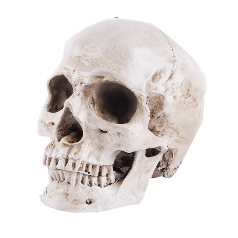 1:1 Resin Human Head Skulls Europe Style Home Decoration Halloween Resin Handcarfts Skeleton Head Resin Crafts