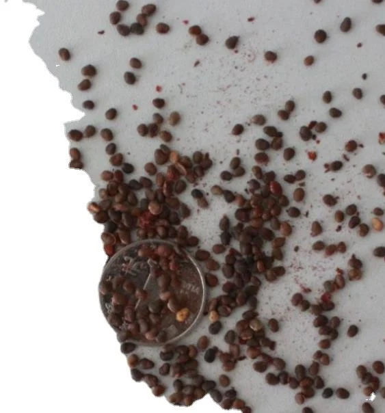 500 г Натуральные Сушеные Семена Rhus Typhina для посадки