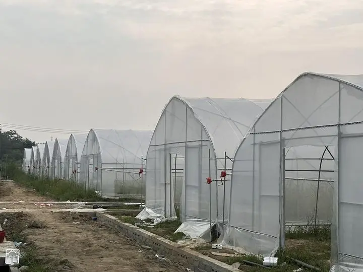 High Quality Custom Size Arched Shed Round Arch Single Shed Plant Growing Greenhouse
