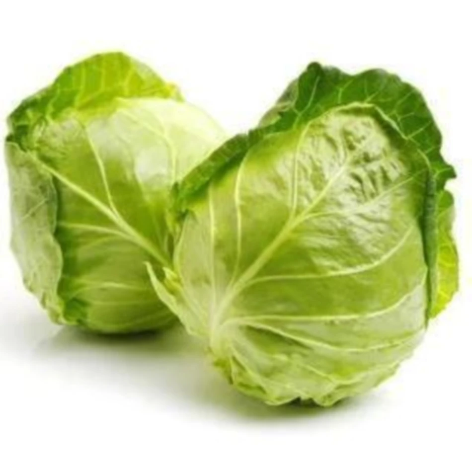 High Quality Hot Selling Fresh Green Vegetables Cabbage for factory supply