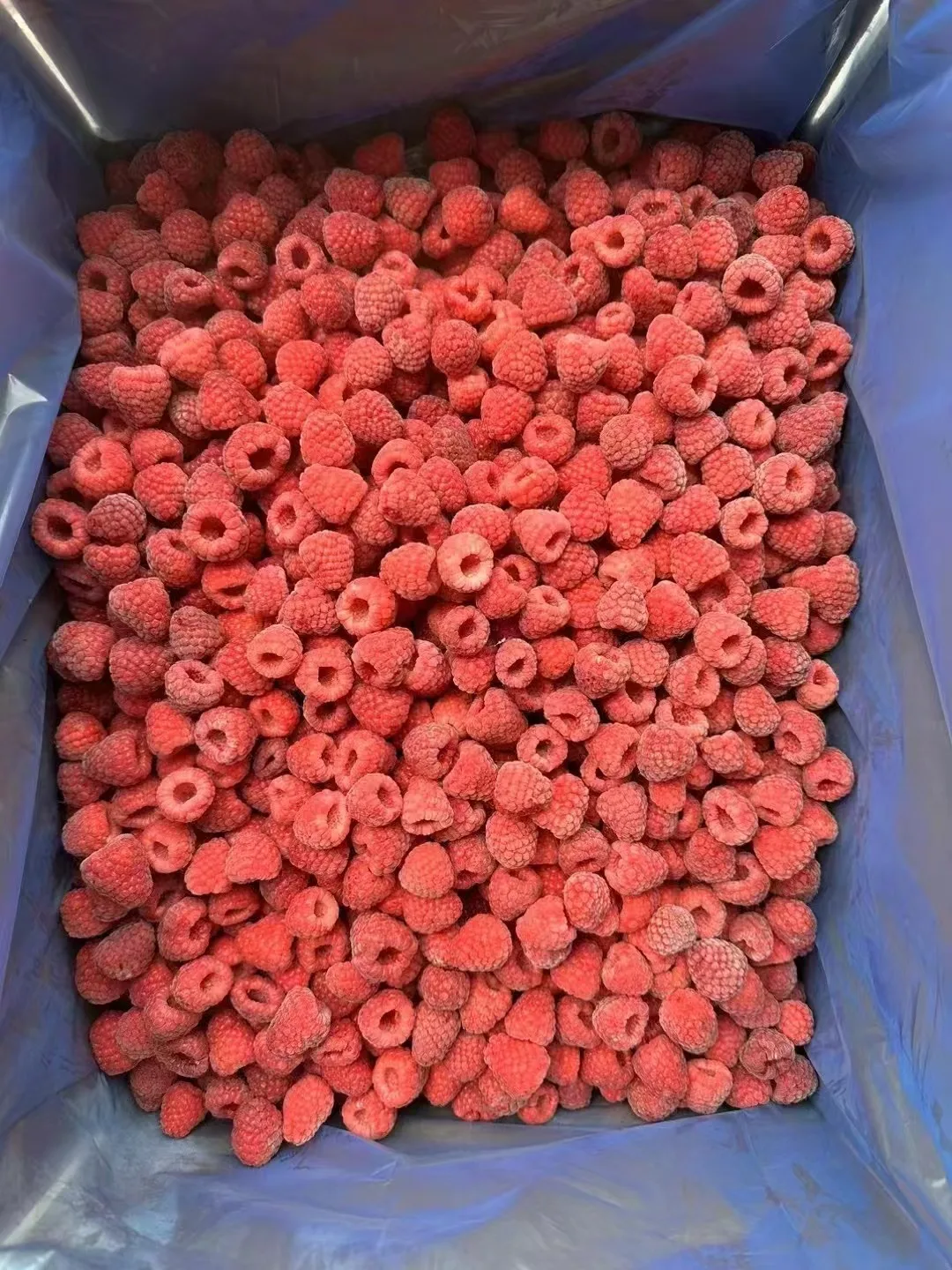 New Design  Fresh Black Red Seedless Raspberry  Frozen Black Raspberries  Frozen Raspberries