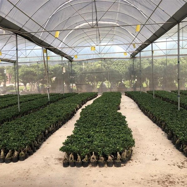 
Tropics Ficus Ginseng Bonsai 