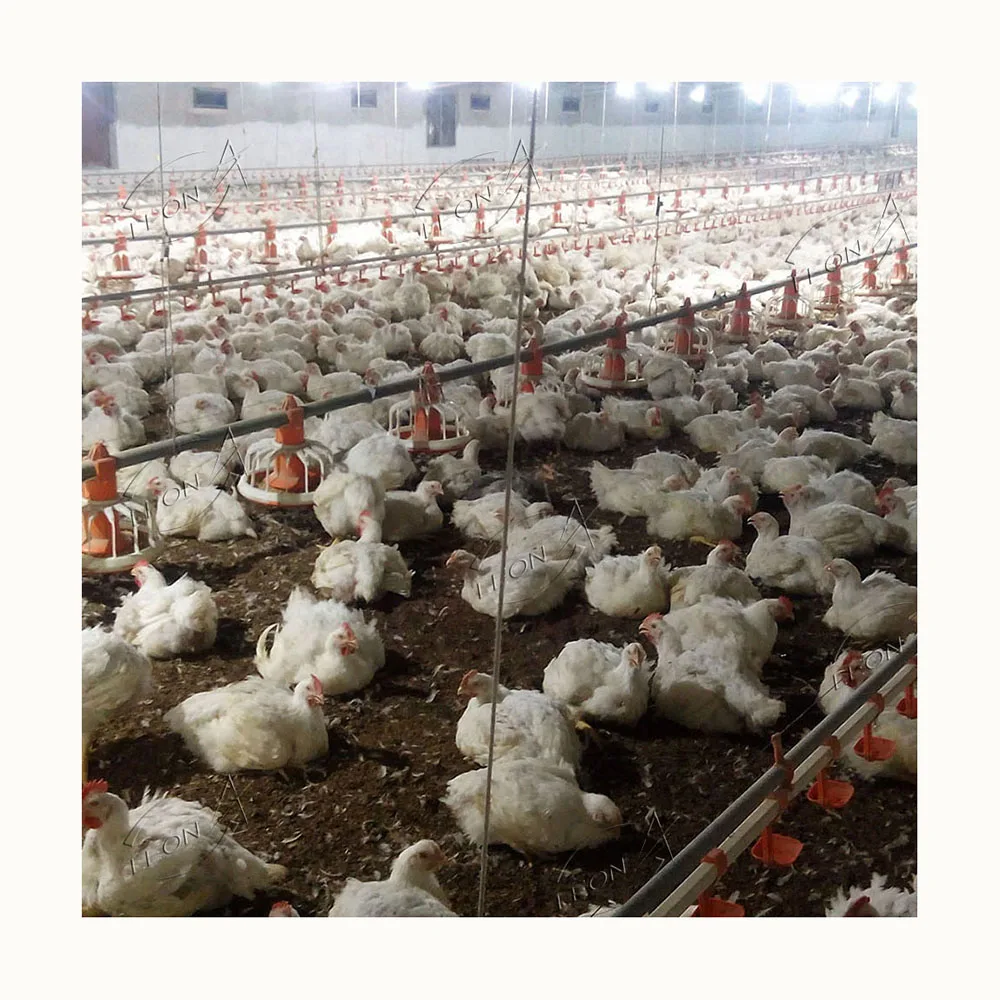 Dubai Prefab Poultry Farming Equipment Chicken Broiler Farm Animal Feeding System For Broiler Farms House Products