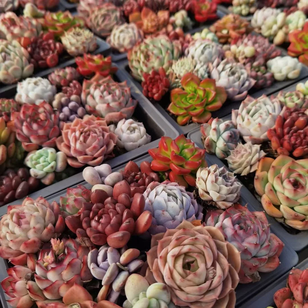 
Succulent wholesale natural plant succulent pot Korea Succulent Plants 