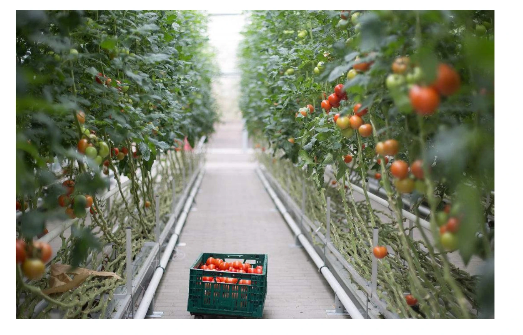 Best-Selling Large Hydroponic Greenhouse Hot-Dip Galvanized Steel Frame Double-Layer Plastic Film Growing Tomatoes Strawberries