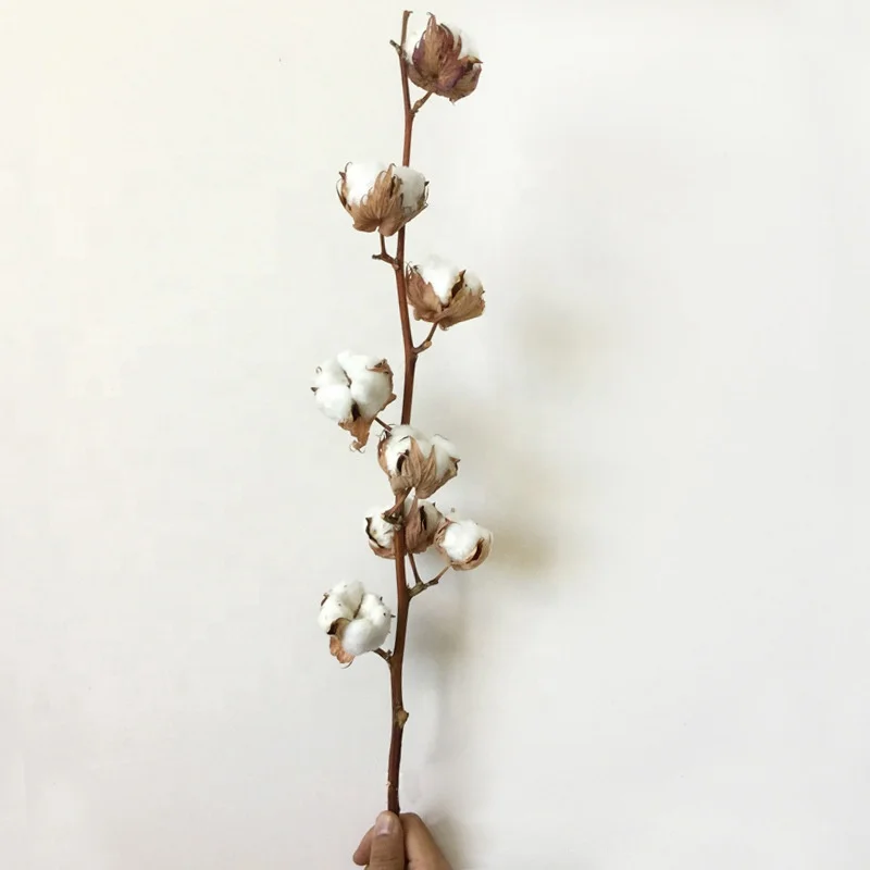 Hot Selling Natural Flowers Material Dried Flowers Cotton Ball for Home Decoration