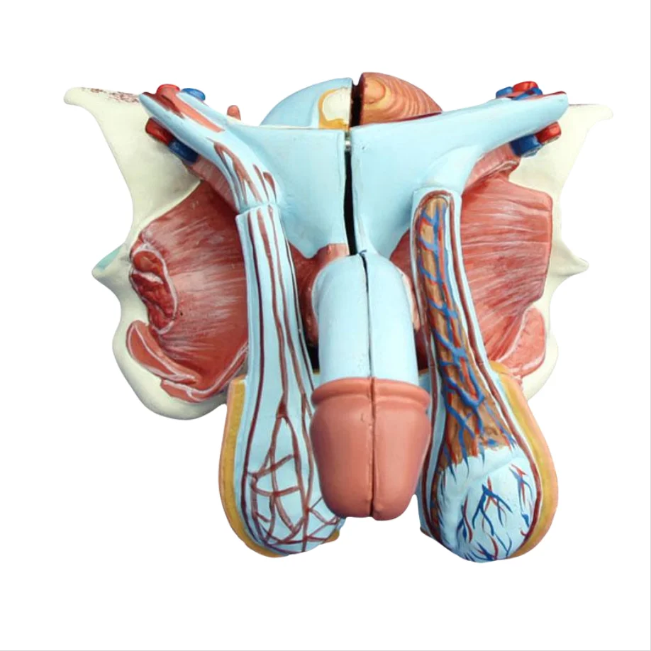 ADA  Anatomical model Advanced Male Internal & External Genital Organs and Male Genital Organ Model For Students To Learning