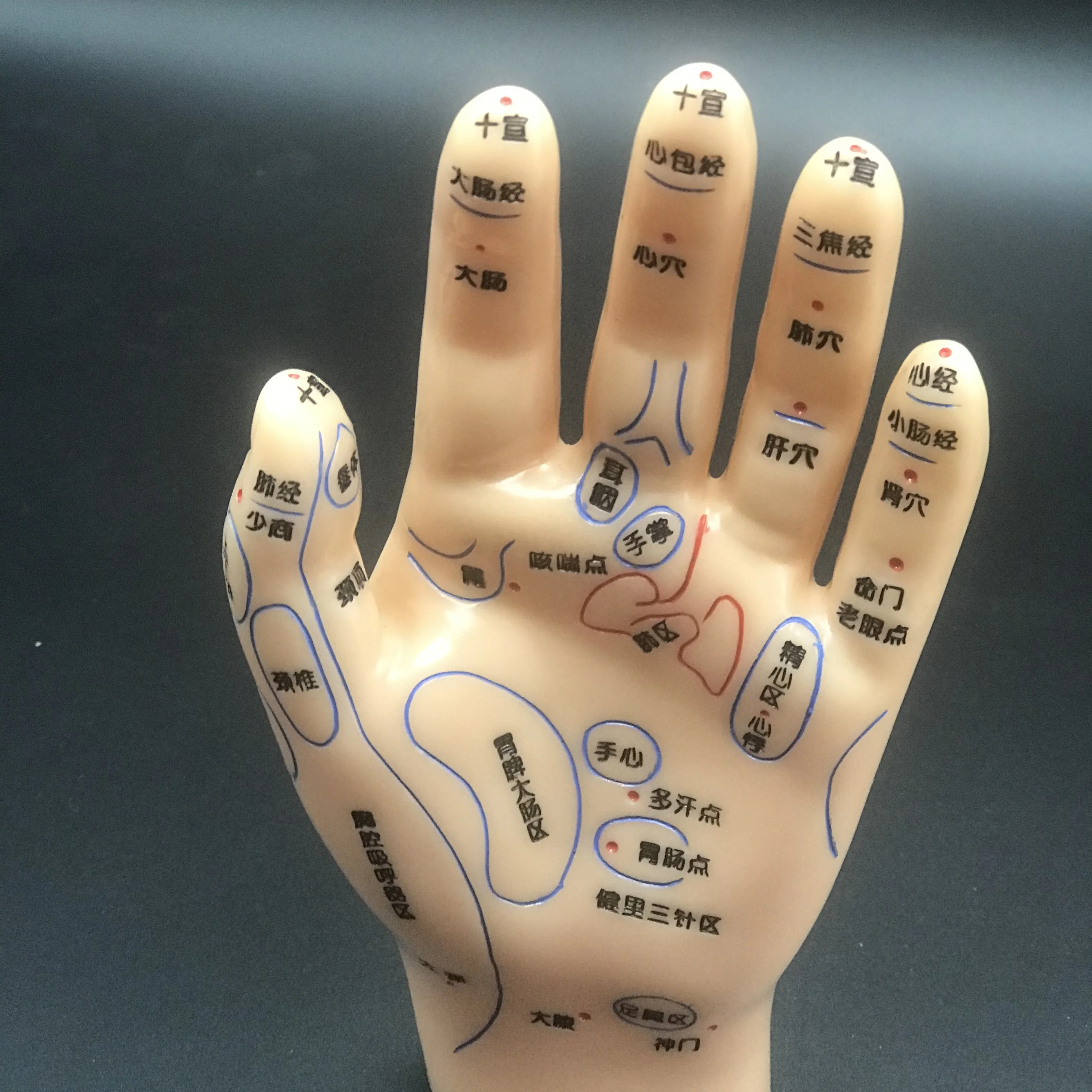 Chinese Medicine Acupuncture Massage Acupuncture  learn human Medical teaching  Hand Foot Ear Model