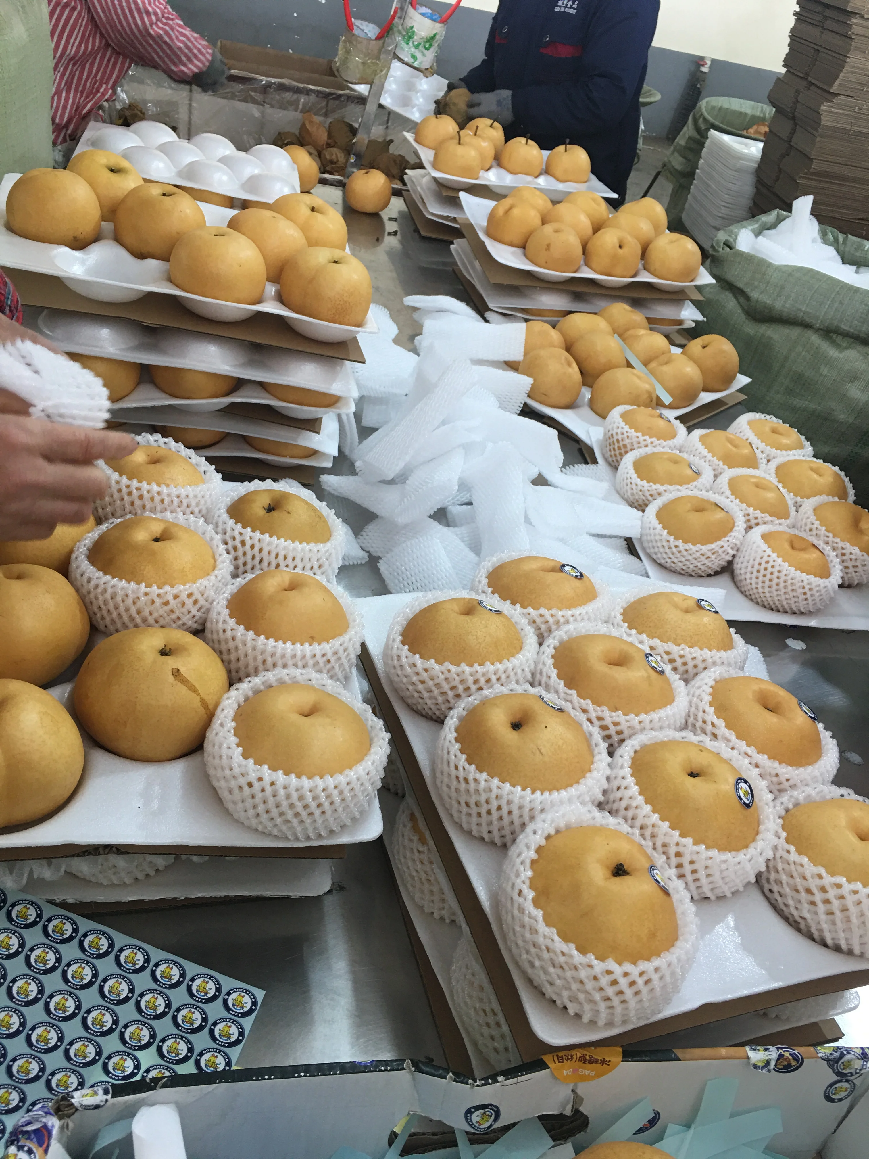 Singo Груша фрукты Золотая груша новый урожай свежие груши фрукты для продажи