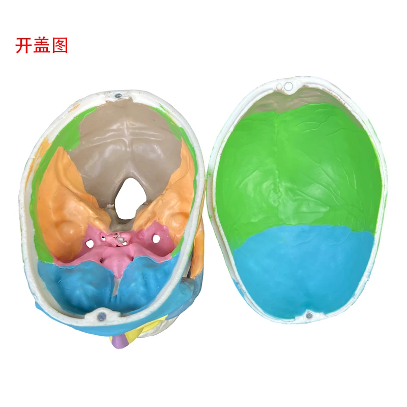 Human skeleton model 3 parts The jaw bone can move 1/2 mini colored skull And brain