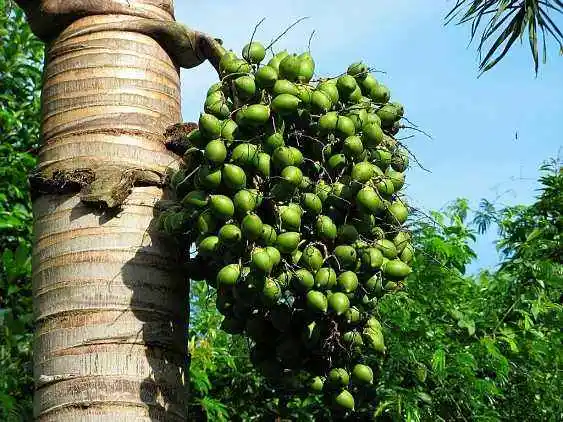 vietnam betel nut instant powder