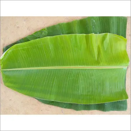 
Banana Leaf 