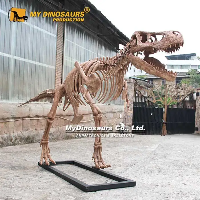 MYDINO Скелет Юрского динозавра музей качественный детский скелет ископаемый