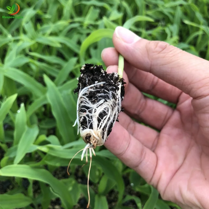 32 50 72 128 200 cells plug thickened seedling tray starter kit for forestry trees ,tobacco ,wood seed ,greenhouse