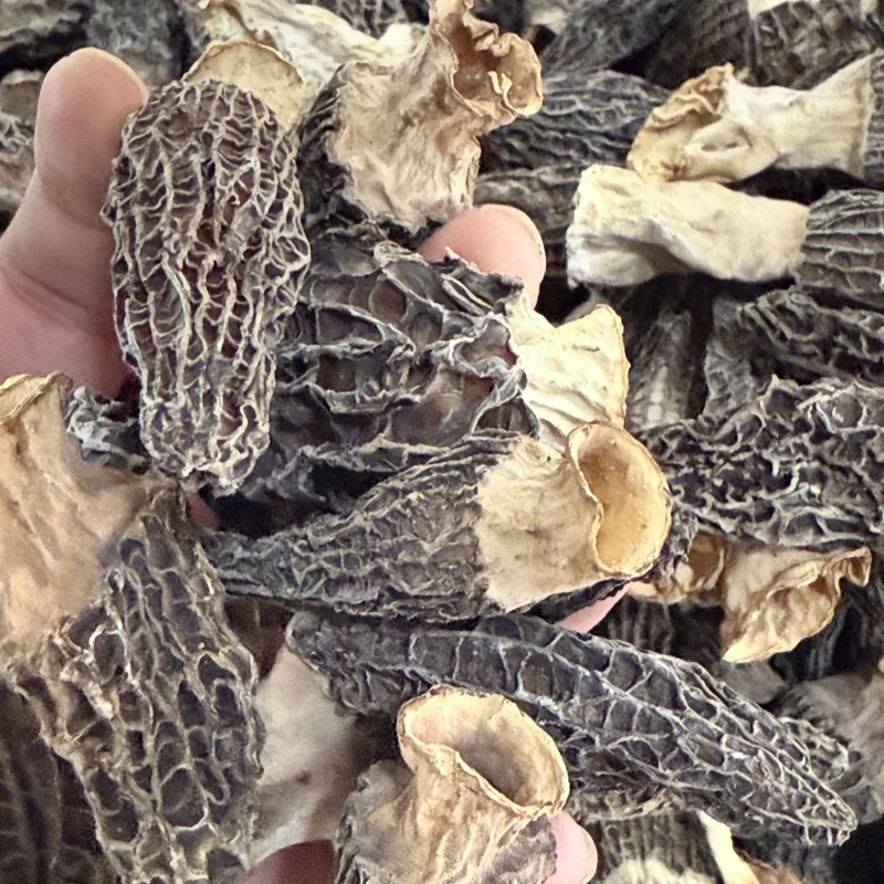 High Grade Small Size Morel Mushroom Healthy Vegetable Dried Morels