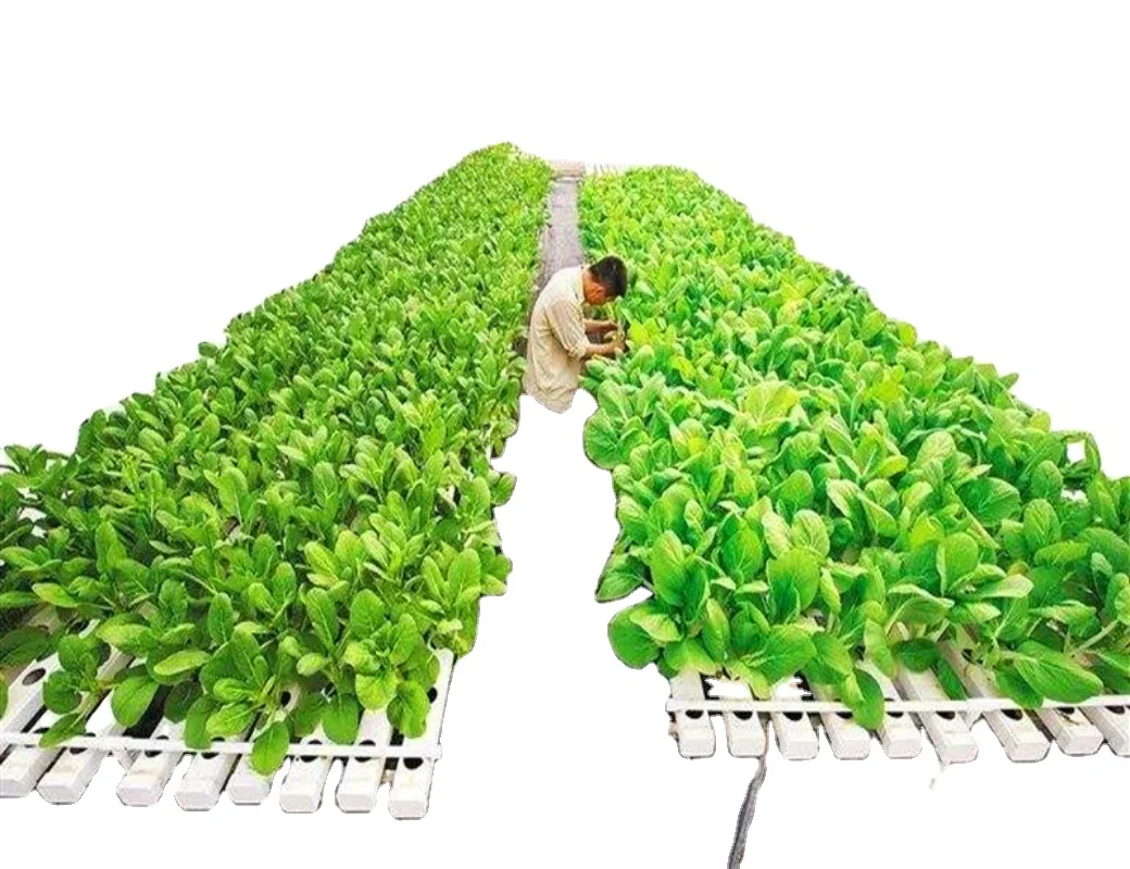 Сельскохозяйственная теплица, многопролетная, однослойная, покрытая стеклом для культивирования/посадки