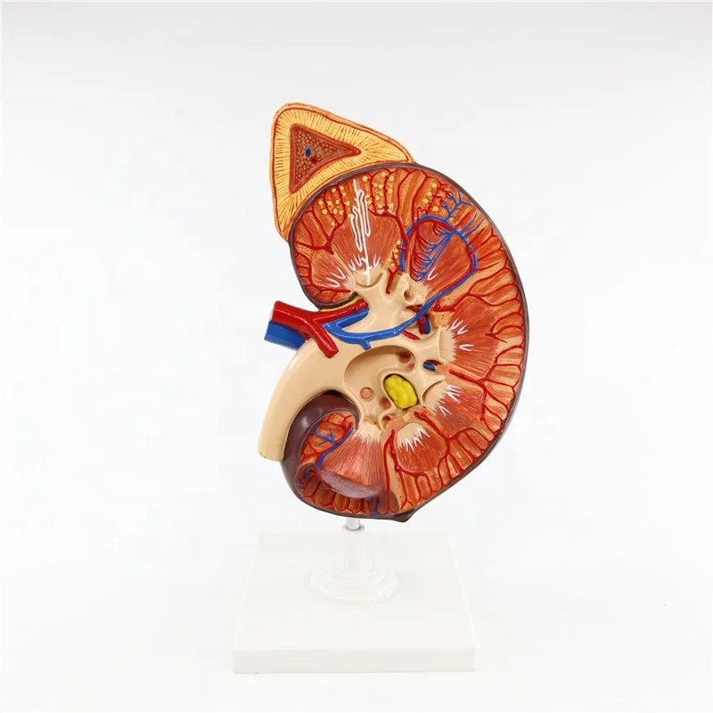 Высококачественная анатомическая увеличенная модель человеческих почек в натуральный размер обучающая модель