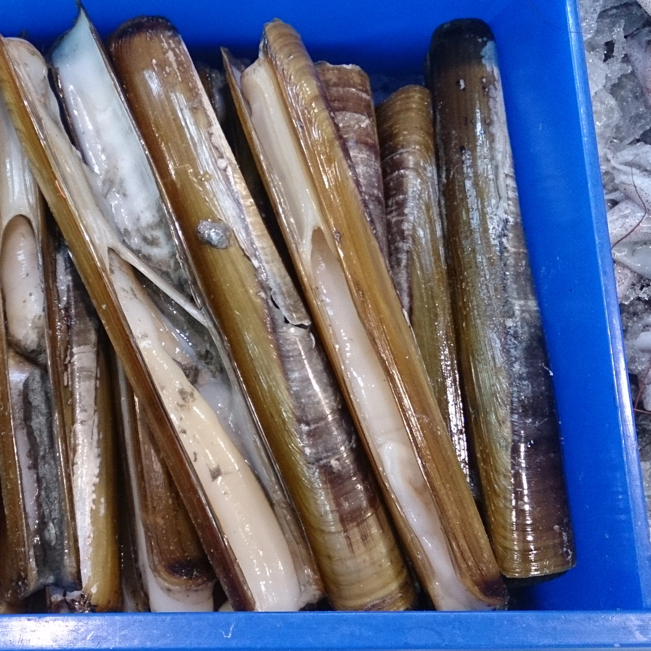 
IQF Frozen Vacuum Packed Razor Clam with cheap price and no sand 