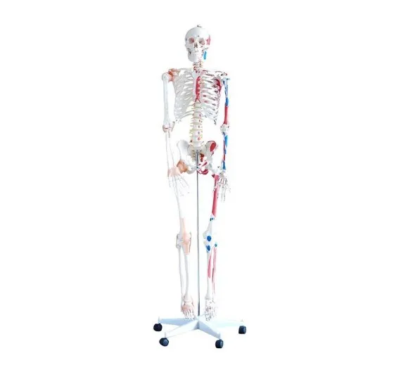 Human education Skeleton with Muscles and Ligaments 180cm Tall with stand /biological model life size skeleton model