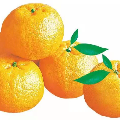 Favourable Price Sweet Healthy Wholesale Fresh Navel Orange Fruits