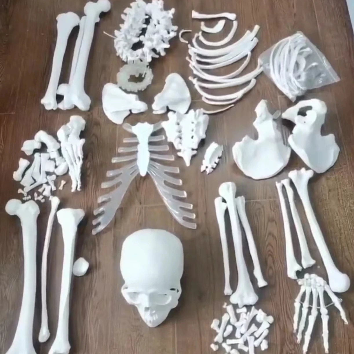 Life size 170cm skeleton disarticulated model with skull 3 parts spine thorax upper and lower extremity
