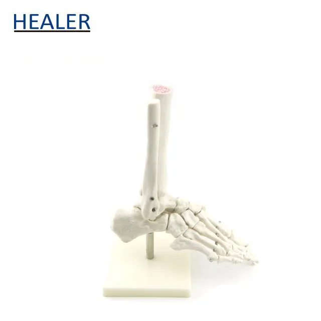 Human Foot Joint Model,Anatomical model of foot,Foot bone model