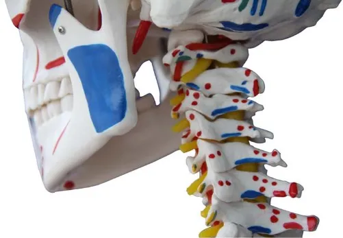 Human education Skeleton with Muscles and Ligaments 180cm Tall with stand /biological model life size skeleton model