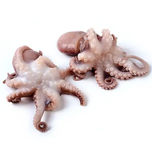 Farm Raised Iqf frozen octopus flower frozen baby octopus