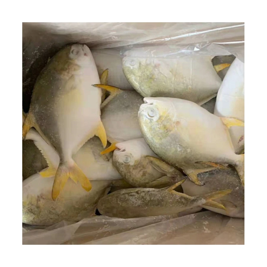 
Hot Sale High Quality Wholesale Frozen Golden Pompano Pomfret Fish Sea Fish for Market 