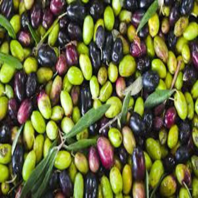 
olive extra vigin , best prices , 