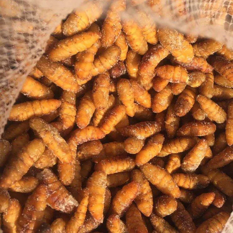 
SANFENG SEAFOOD Wholesale Frozen Silkworm Chrysalis Frozen 