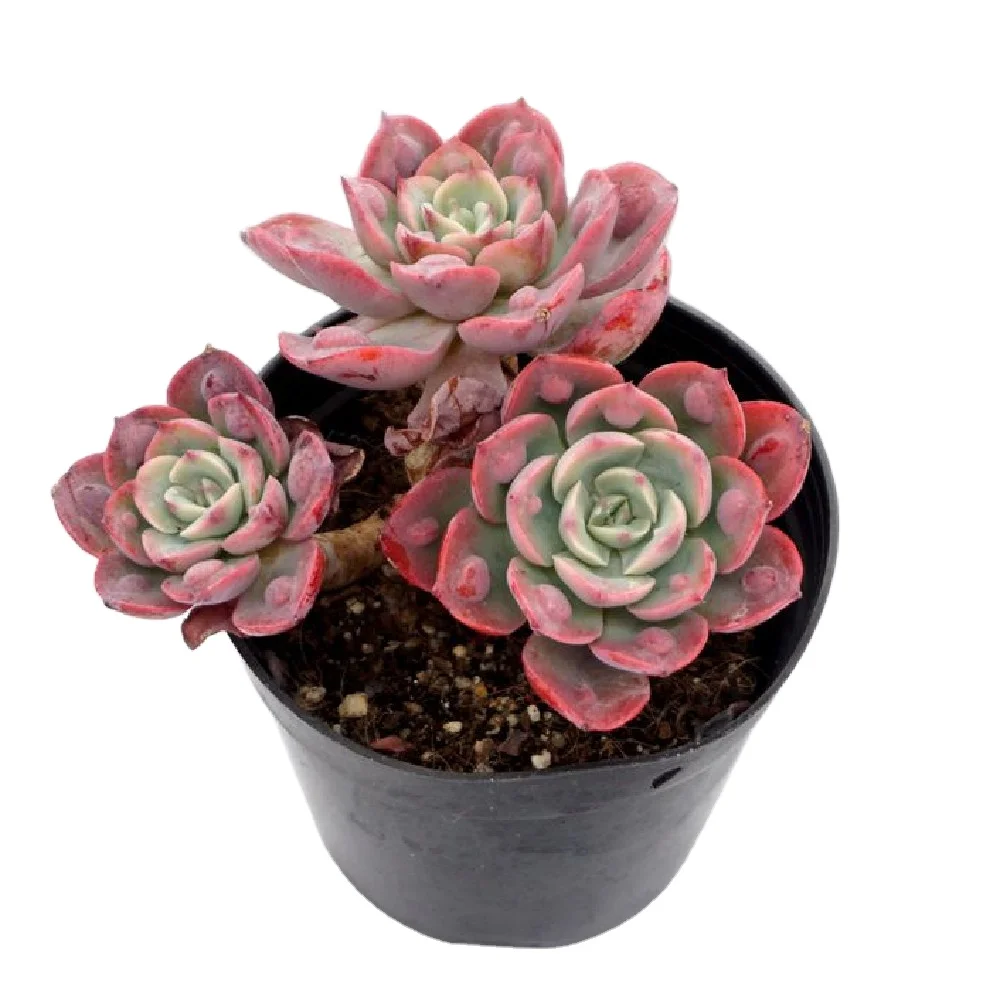 
Hot selling korean greenovia succulent rare plant succulent seeds plant live natural home decor mini succulents 