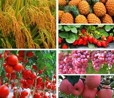 Plant growth regulator fertilizer ga3 gibberellin price