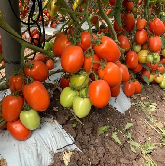 HYBRID F1 red tomato seeds oval shape