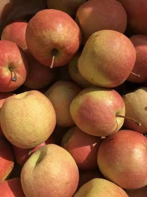 
Wholesale of reliable quality of the new red xiao pear 