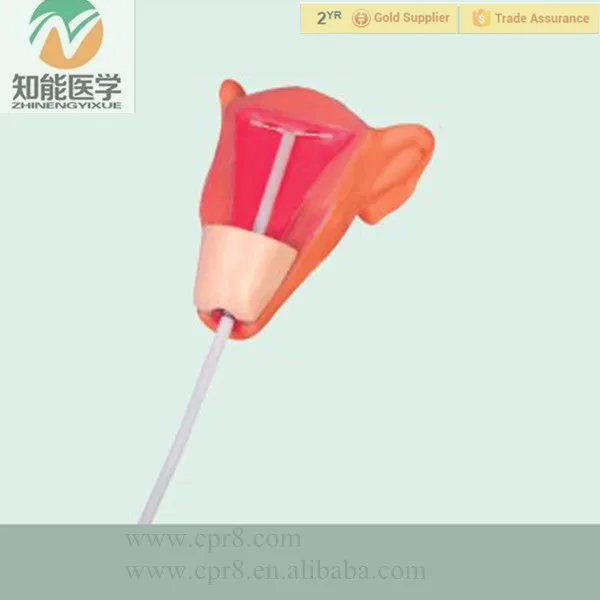 BIX-F9E Medical models observes IUD placement process IUD training model for Disease Demonstration Medical Teaching Tool