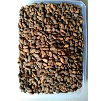 100% Quality roasted cocoa beans for sale Bulk cocoa beans/Cocoa Beans