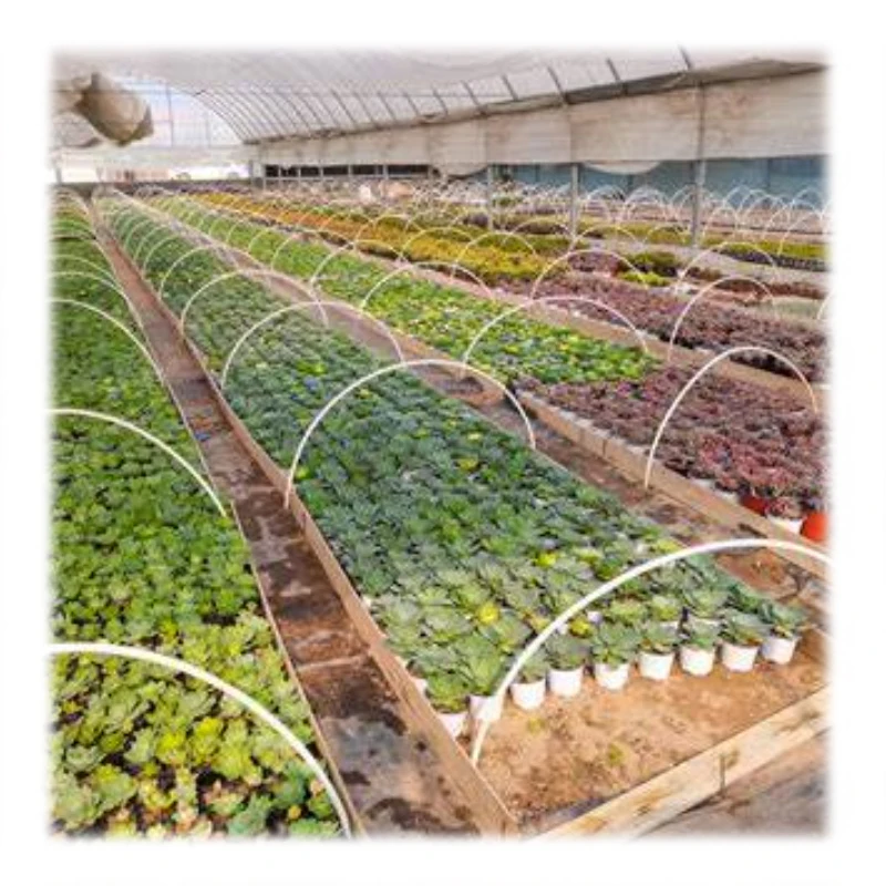 agricultural/commercial green house greenhouse for Agricultural Greenhouses