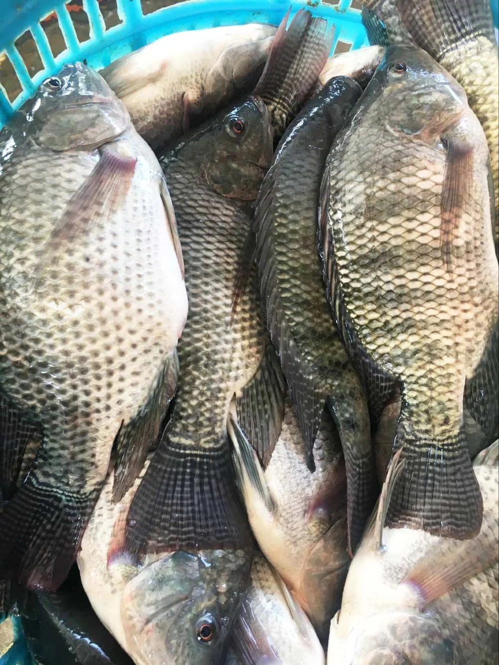 Wholesale seafood top quality fresh fish frozen whole tilapia