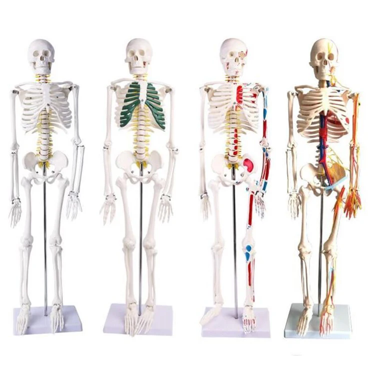 Human Simulation PVC Model Human Skeleton Anatomy Model 180cm With Colored Muscle And Ligament