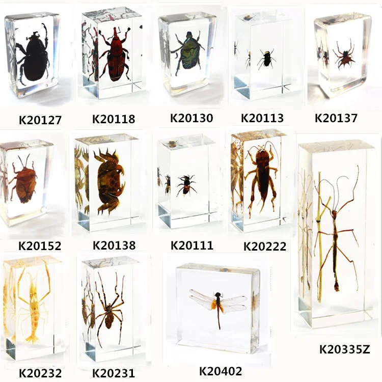 Teaching Aids Sea Anemone Sample for School Insect Resin Specimens Resin Specimen for Collection