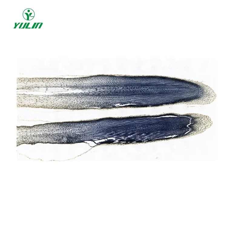 Teaching and learning botany prepared microscope slides