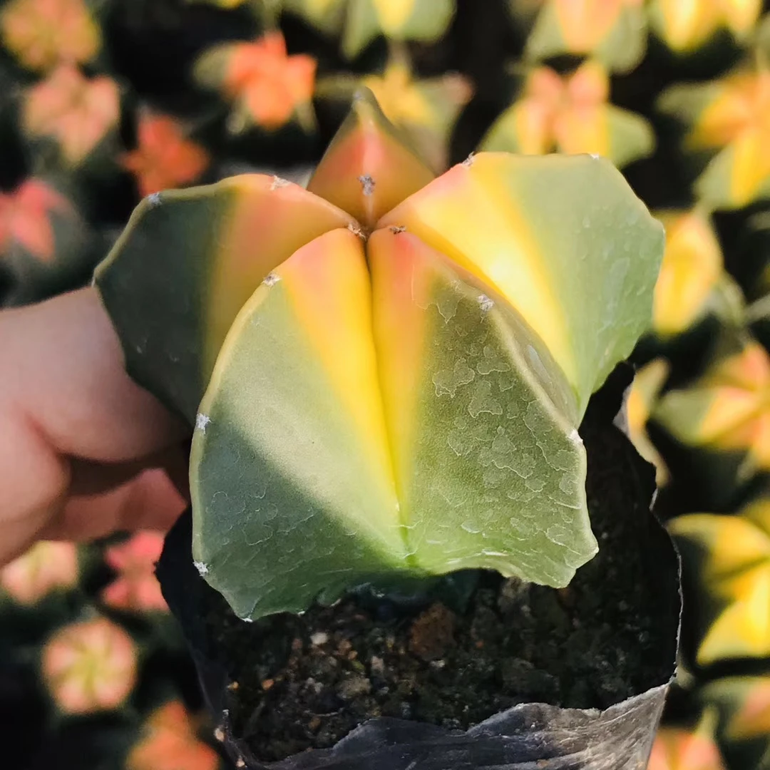 Астрофитум мириостигма 88 шт. разноцветных кактусов cacton горячая Распродажа