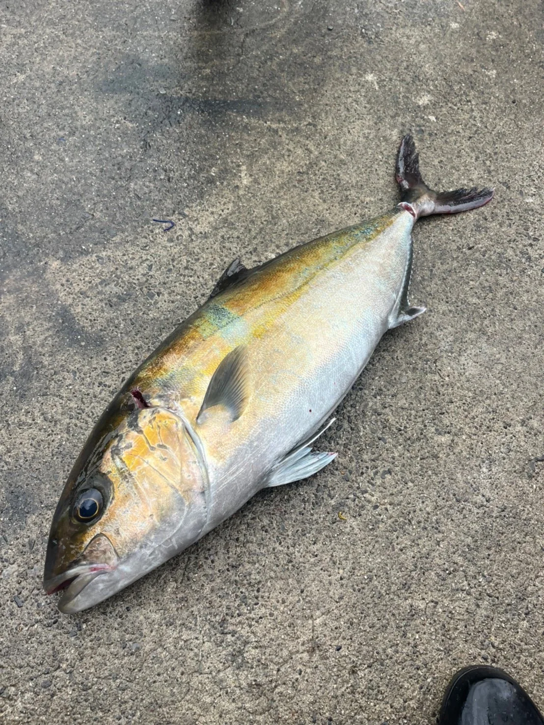 Great amberjack Japanese wholesale sashimi sushi seafood suppliers