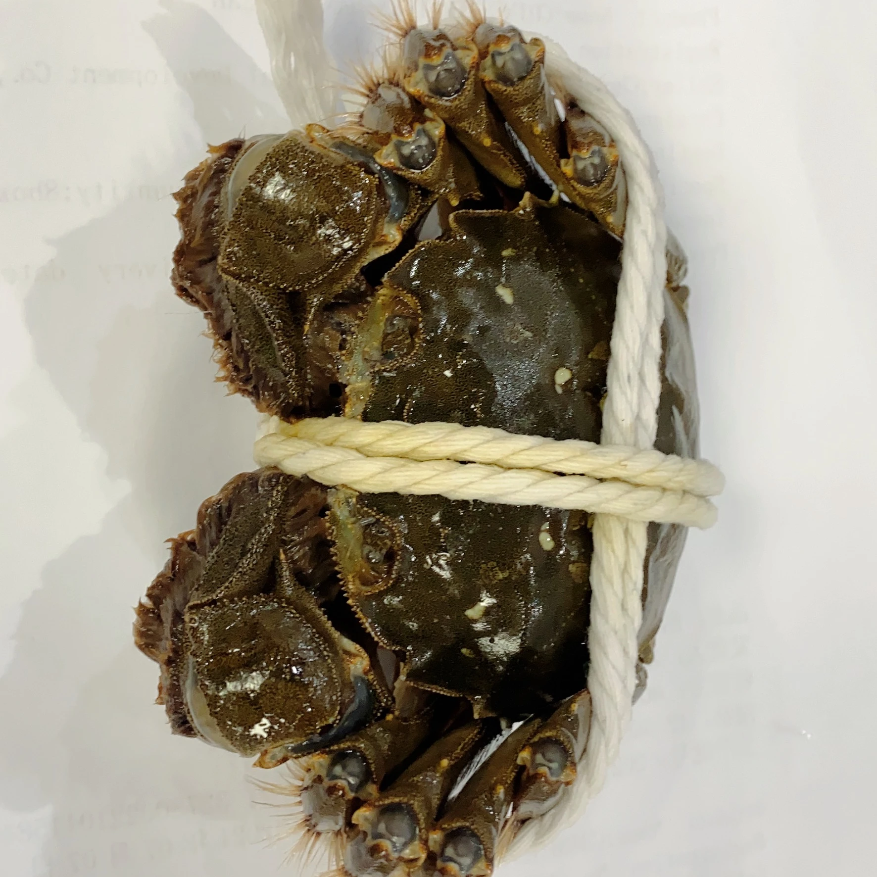 Legs King Style Crab Packaging Weight Shelf Muscle Origin Cutting Type Life Variety ISO Fresh Place Model HACCP Months HALAL